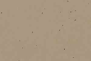 Линолеум Forbo Sphera Energetic 50209 nutmeg фото  | FLOORDEALER